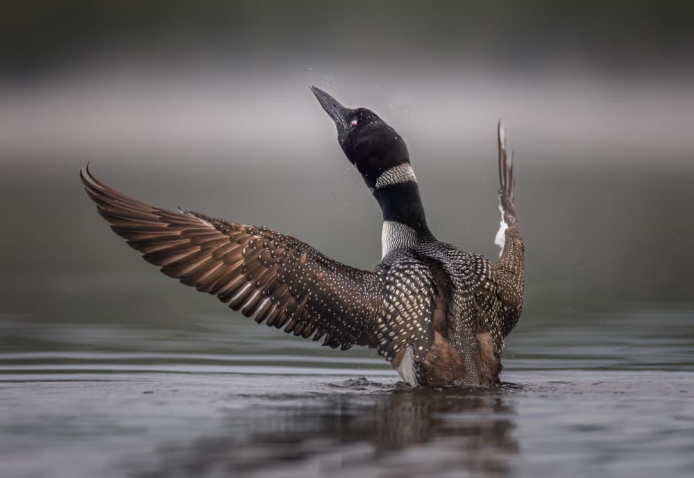 Loon Stretching Wings by Kai Dan — canvas wall art