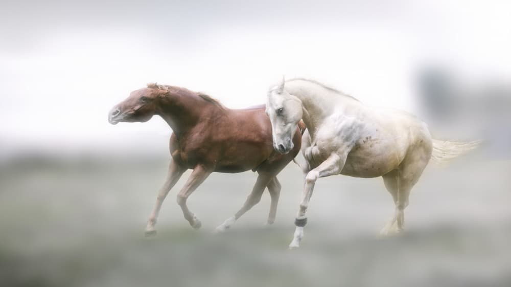 Dreamy Horses Running by Yang Jiao — canvas wall art
