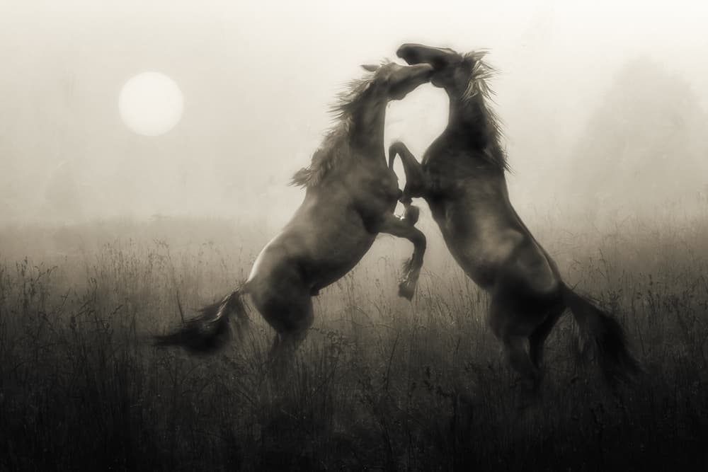 Wild Horses Misty Sun by Charlaine Gerber — canvas wall art