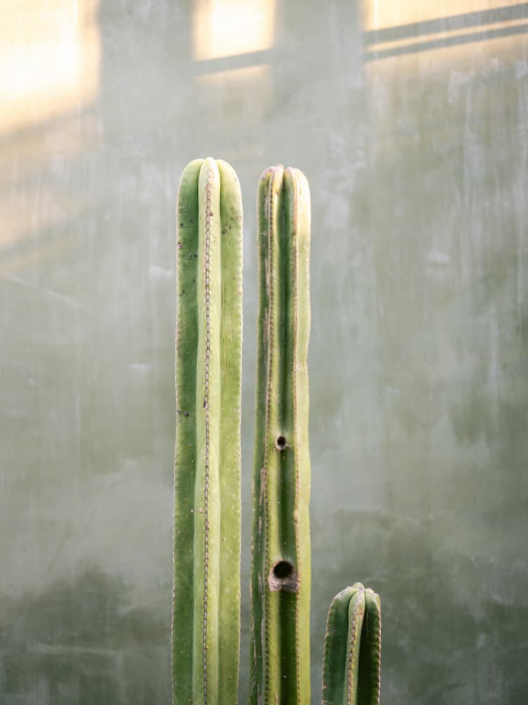 Greens and grey | Cacti in Oaxaca Mexico by Raisa Zwart — canvas wall art