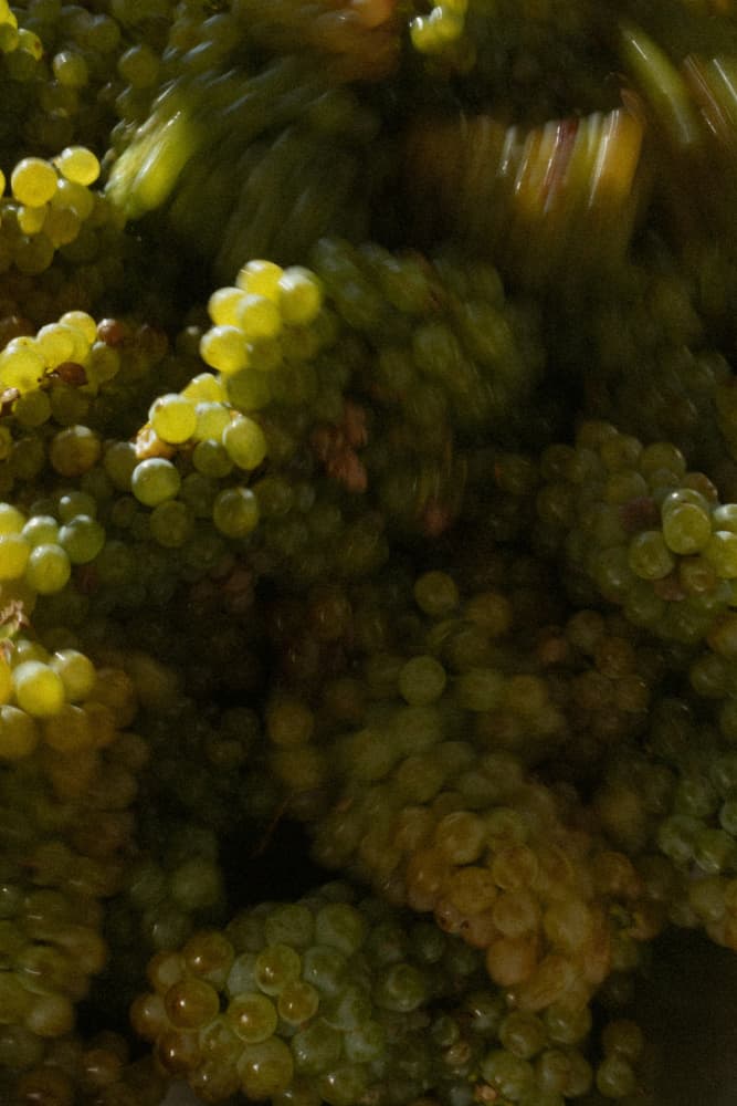 Lush Green Grapes by Megan Shone — canvas wall art