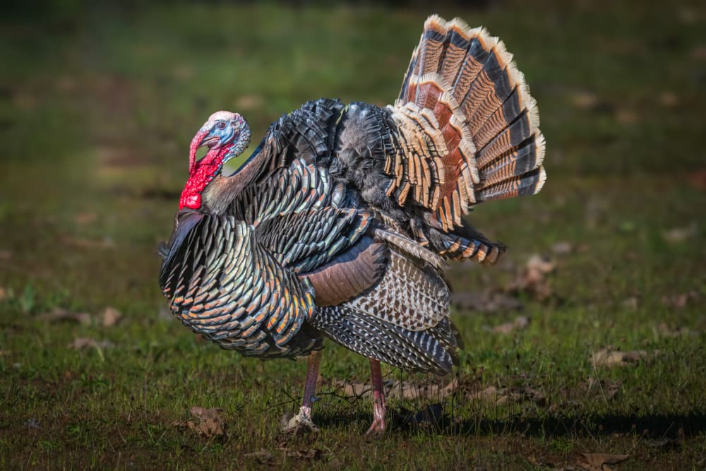 Majestic Wild Turkey by Jeffrey C. Sink — canvas wall art