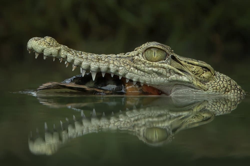 Predatory Crocodile Reflection by Tantoyensen — canvas wall art
