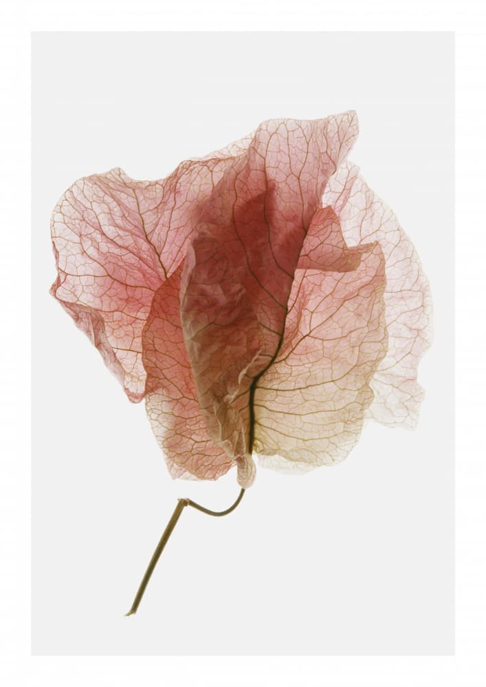 Delicate Petal Veins by Shot by Clint — canvas wall art