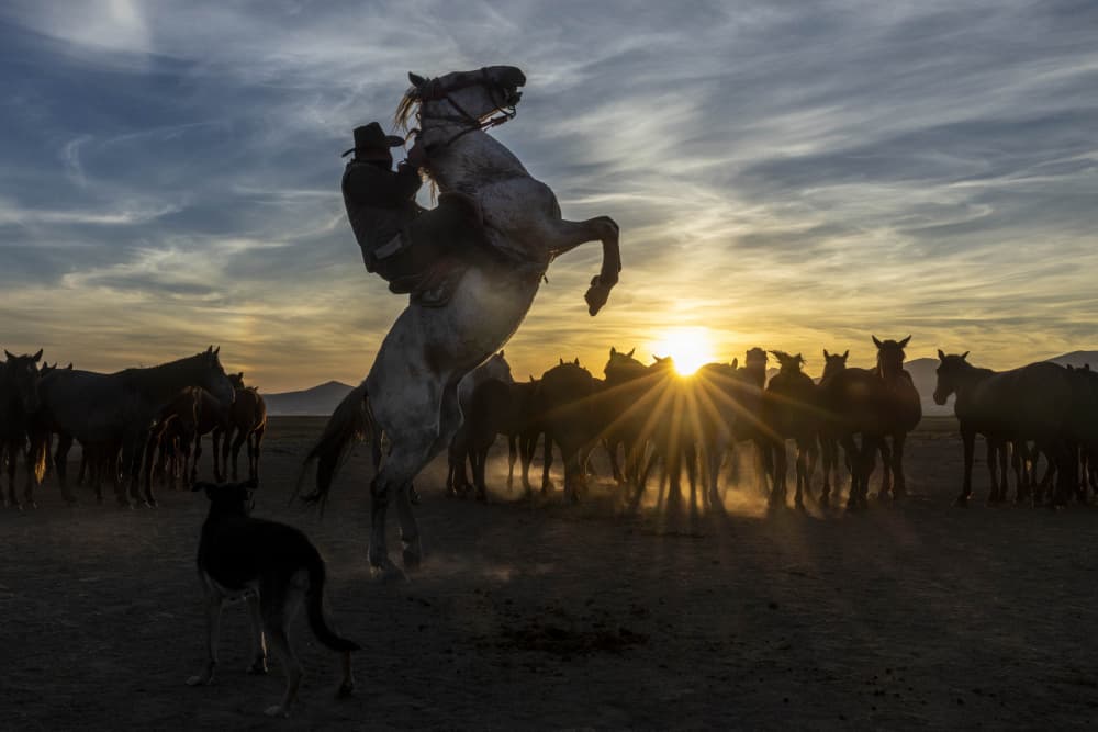 Cowboy Rears Horse by Ella Waldman — canvas wall art