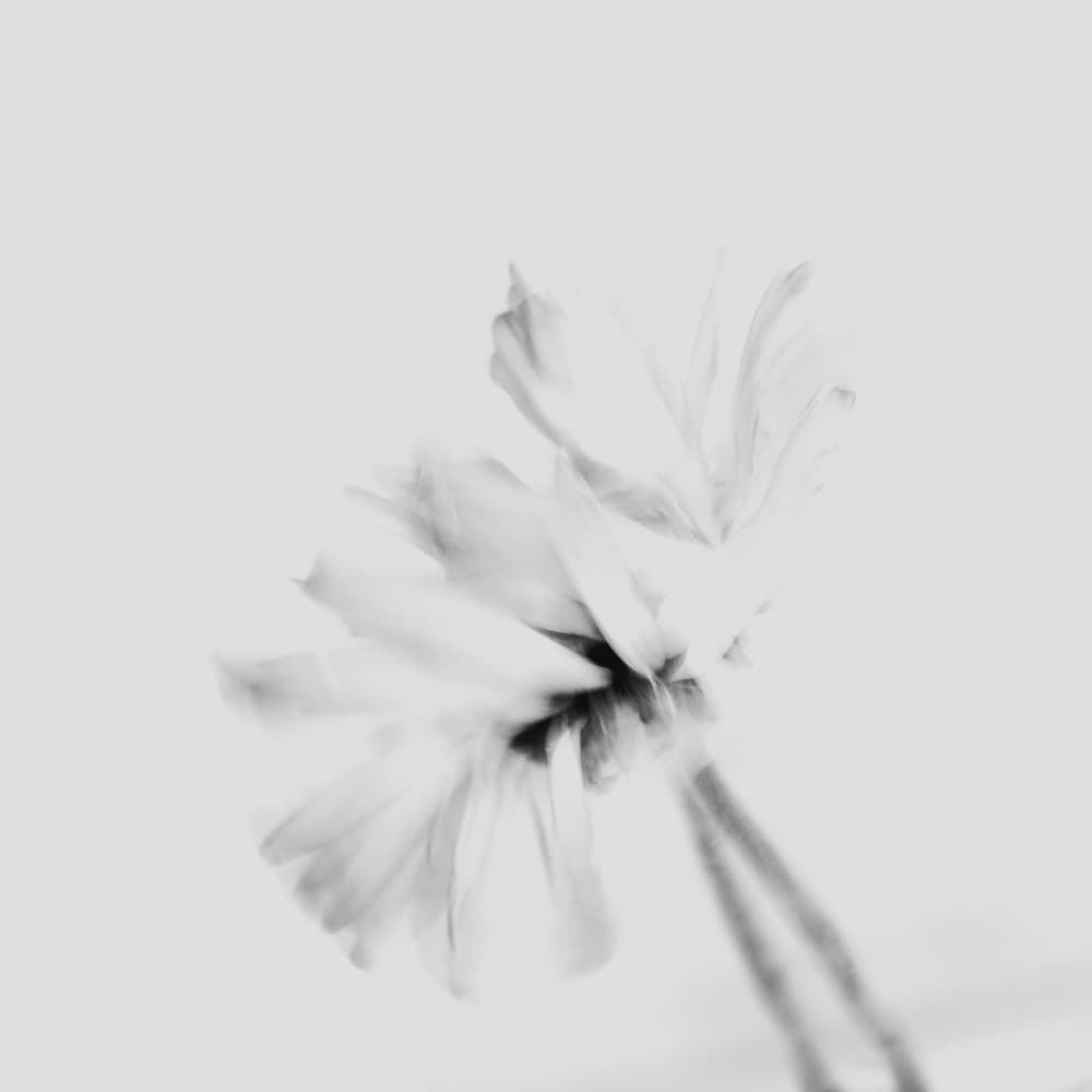 Ethereal White Flower by Imaginative — canvas wall art