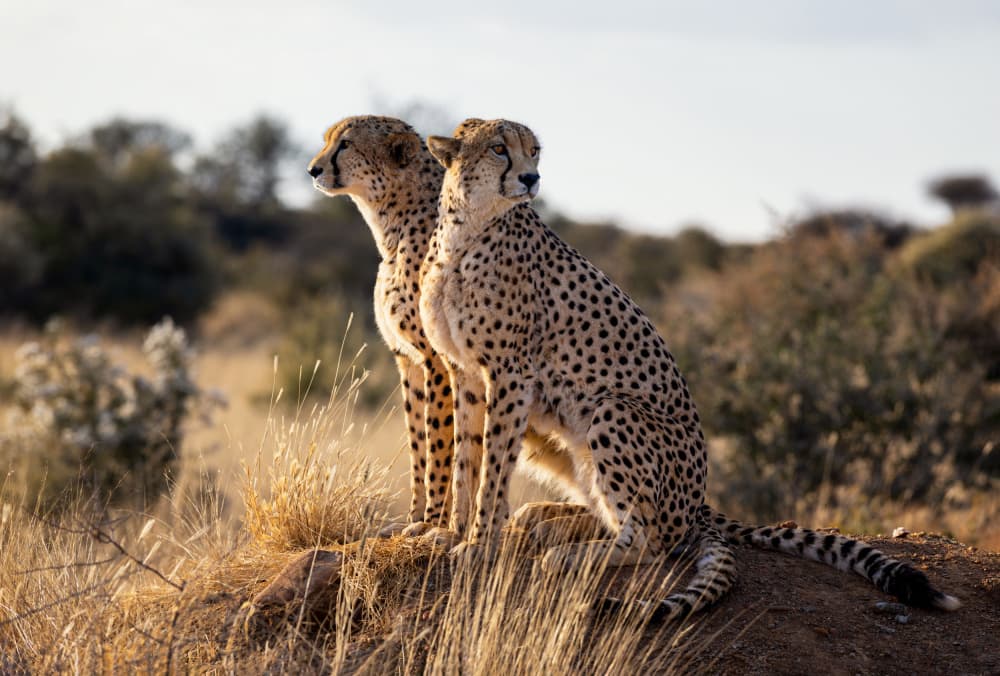Cheetah Duo On Watch by Joanna W — canvas wall art