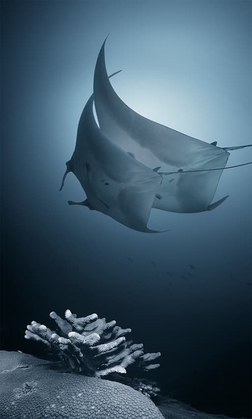 Manta Rays Over Coral by Andrey Narchuk — canvas wall art