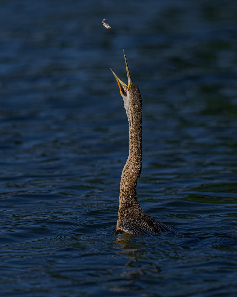 Fish In Flight by Yogesh Bhatia — canvas wall art