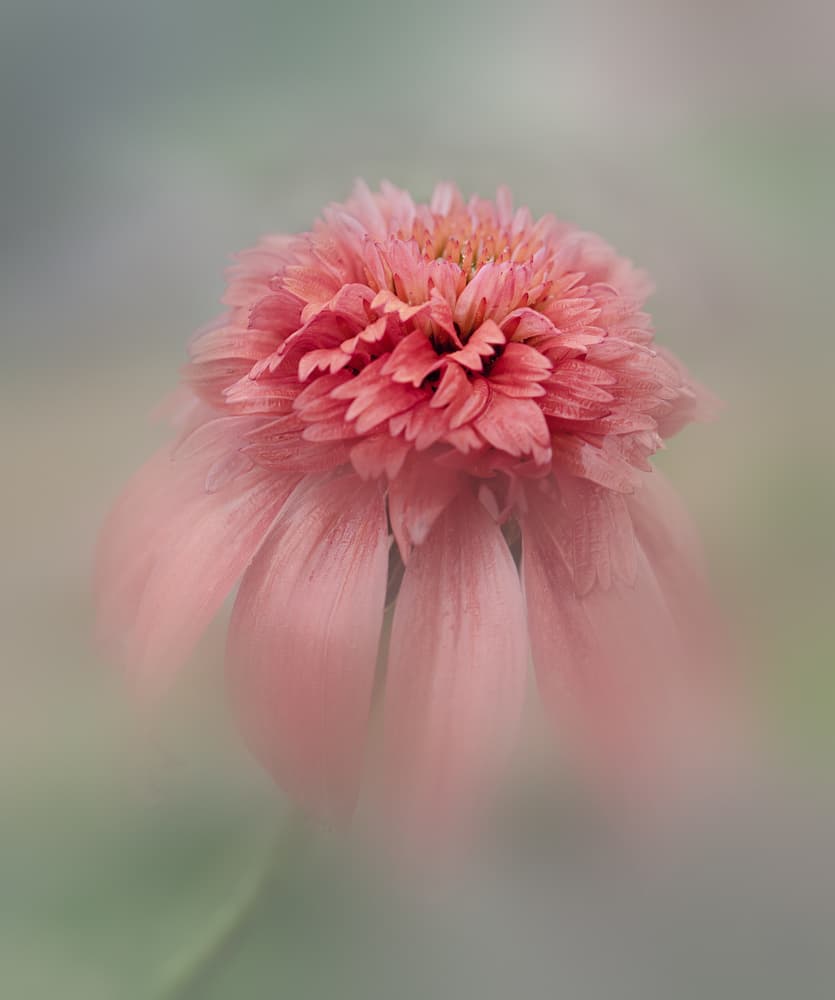 Dreamy Coral Flower by Sheila Xu — canvas wall art