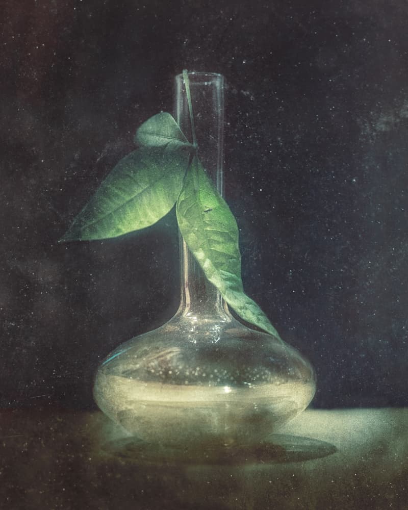 Quiet Botanical Flask by Elisabeth van Helden — canvas wall art