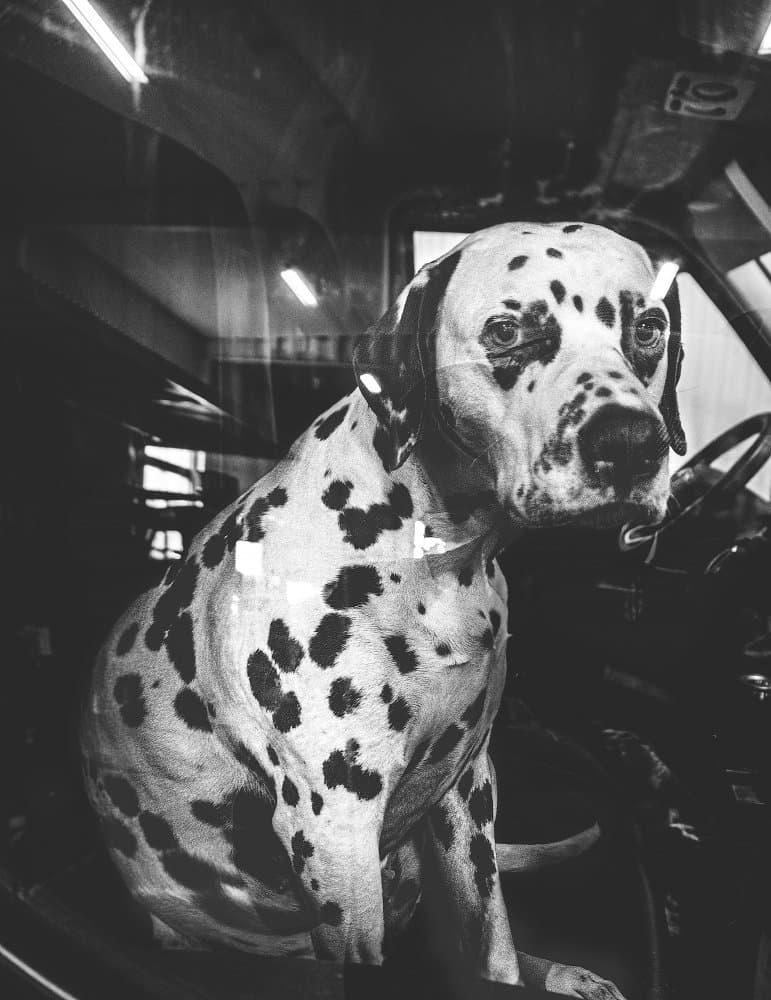 Dalmatian Dog In Car by Alex Ogazzi — canvas wall art