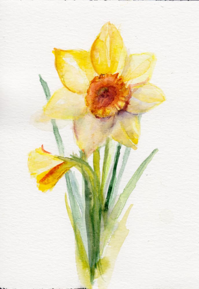 Yellow Daffodil Blooms by Christine Lindstrom — canvas wall art