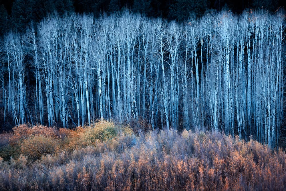 Blue Trees Golden Brush by Mei Xu — canvas wall art