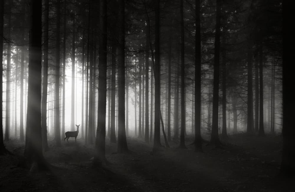 Misty Forest Deer by Christoph Hessel — canvas wall art