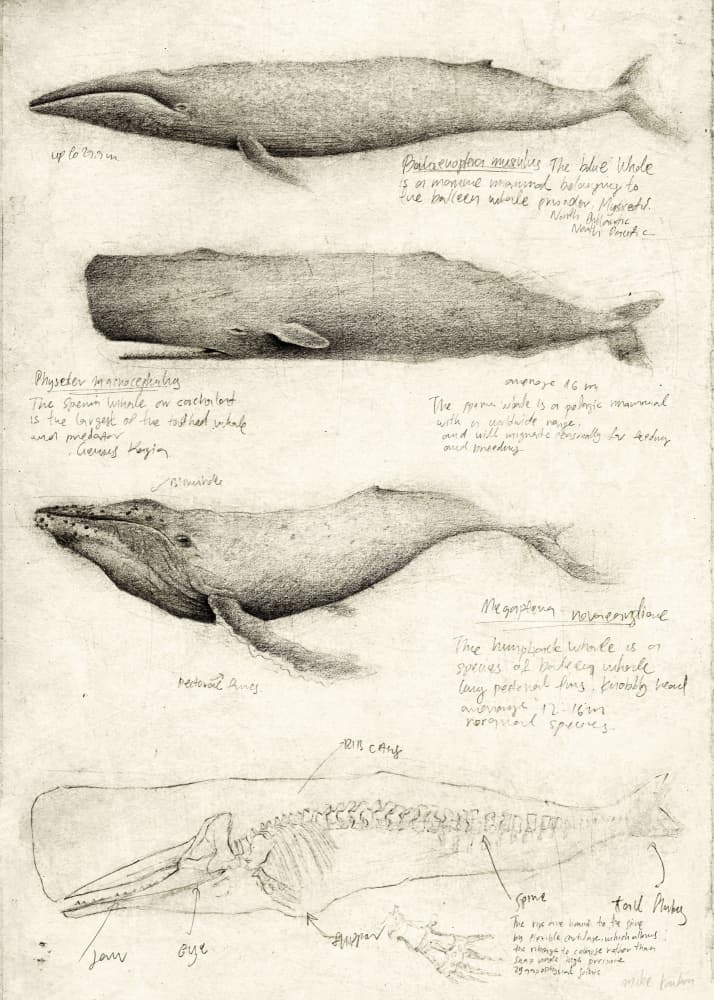 Sketches Of Various Whale by Mike Koubou — canvas wall art