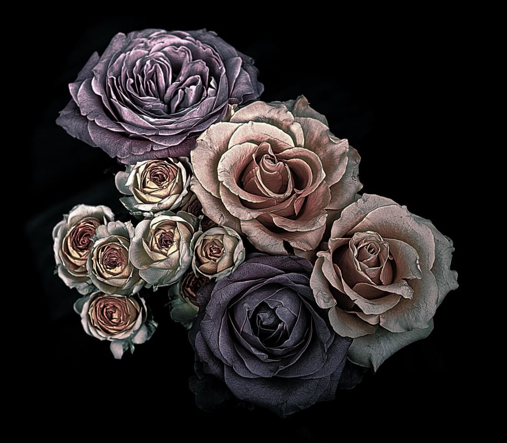 Dark Romantic Roses by Angel Julie — canvas wall art