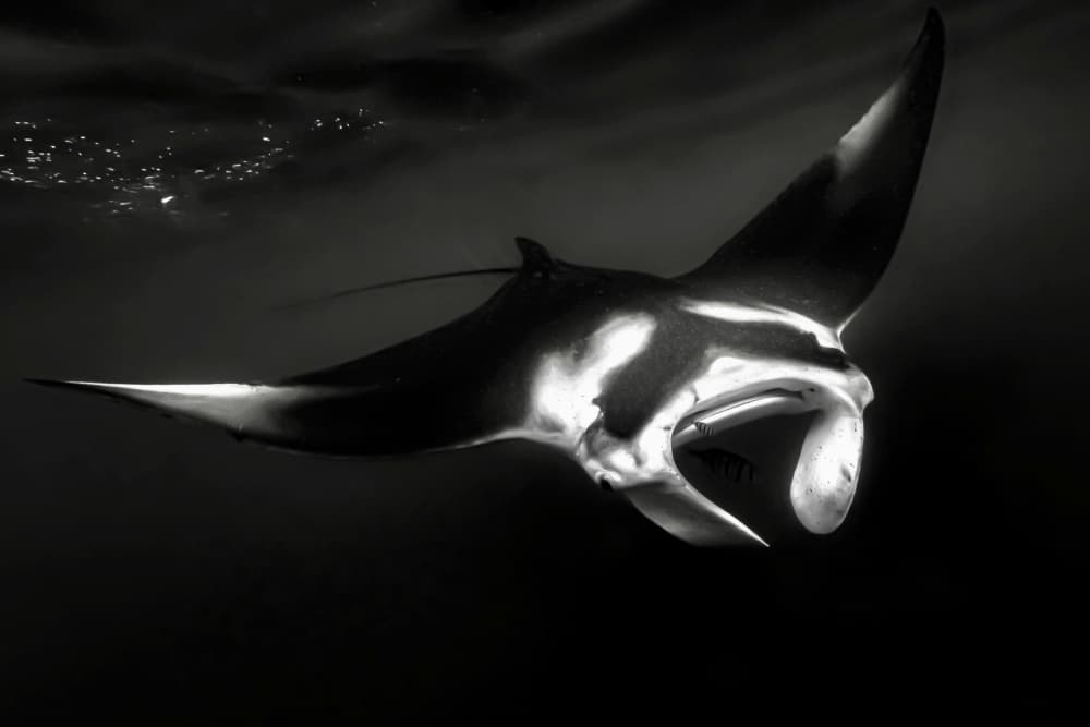 Majestic Manta Ray by Serge Melesan — canvas wall art