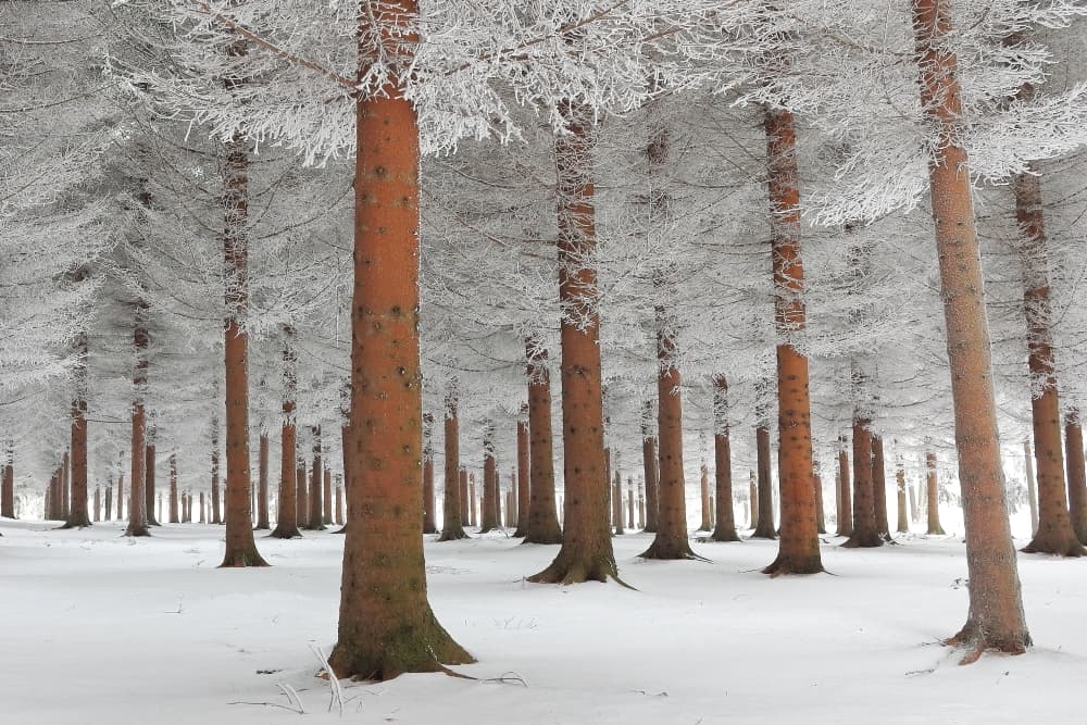 Snowy Evergreen Forest by Dragisa Petrovic — canvas wall art