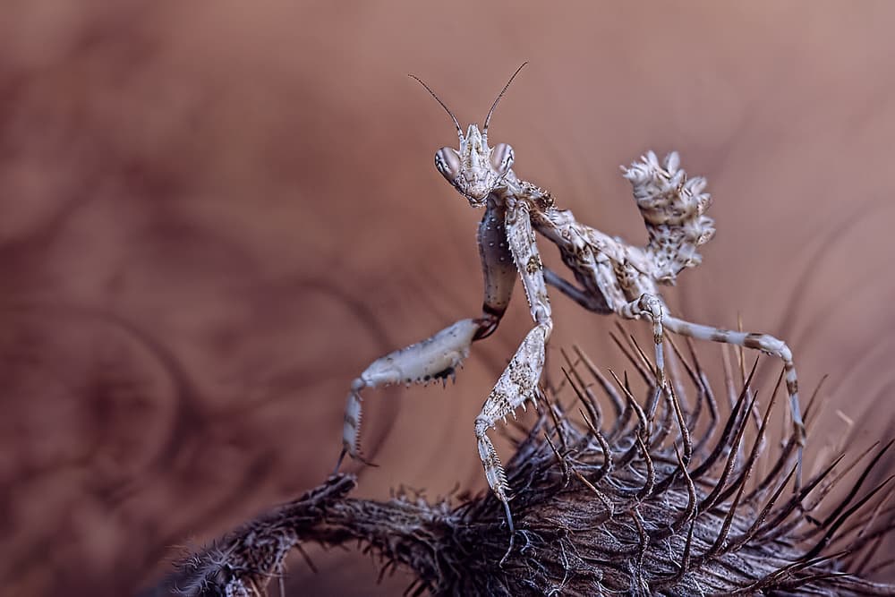 Praying Mantis Camouflage by Jimmy Hoffman — canvas wall art