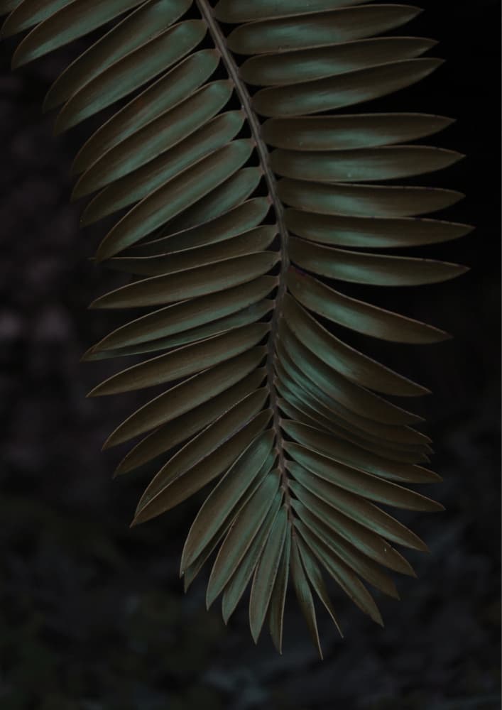 Frond in Shadow by Shot by Clint — canvas wall art