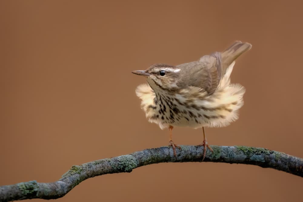 Fluffy Perched Bird by Jacob (Jian) Xu — canvas wall art