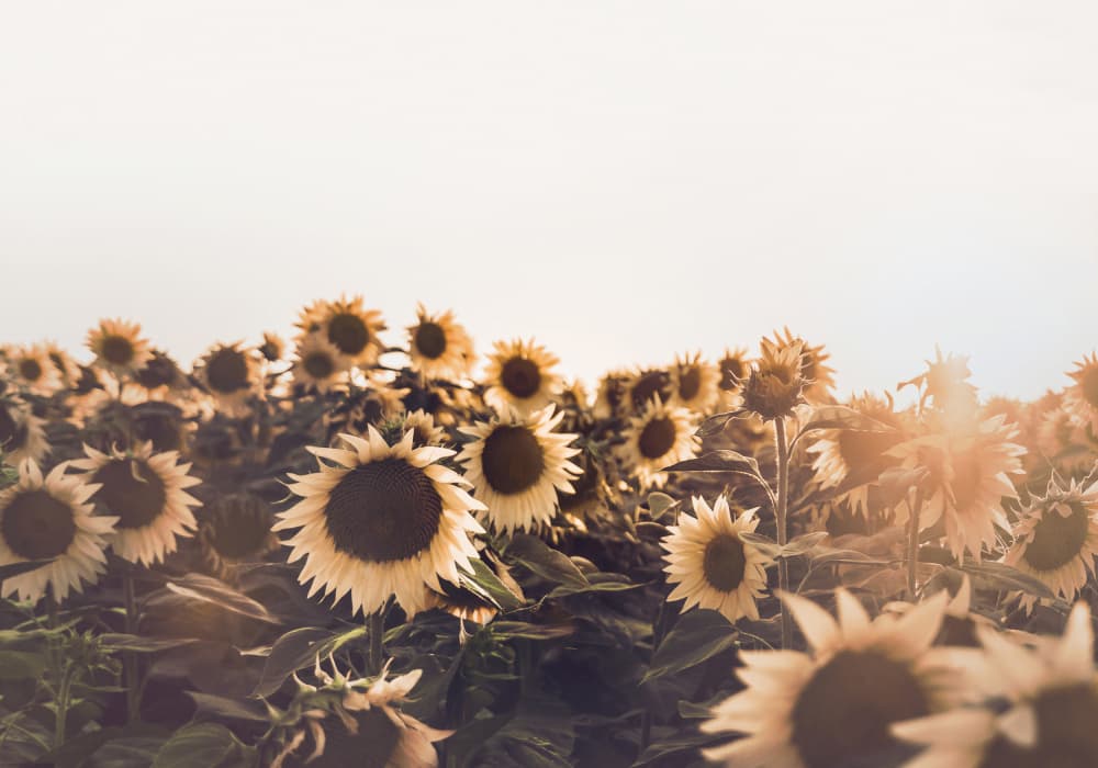 Sunflowers by Kathrin Pienaar — canvas wall art