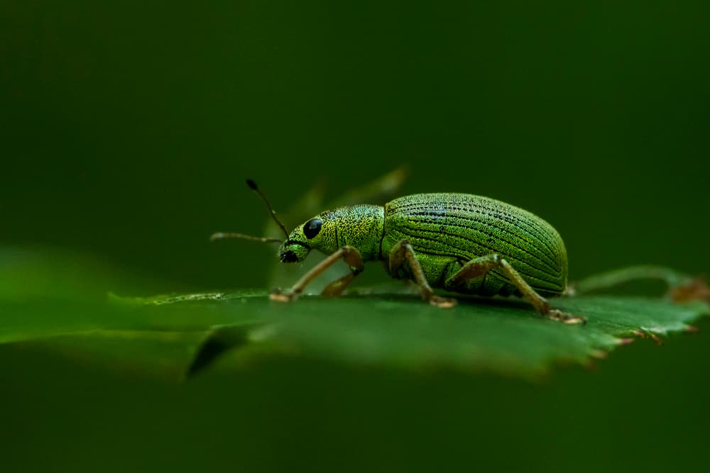 Emerald Green Beetle by Udrea Dan — canvas wall art