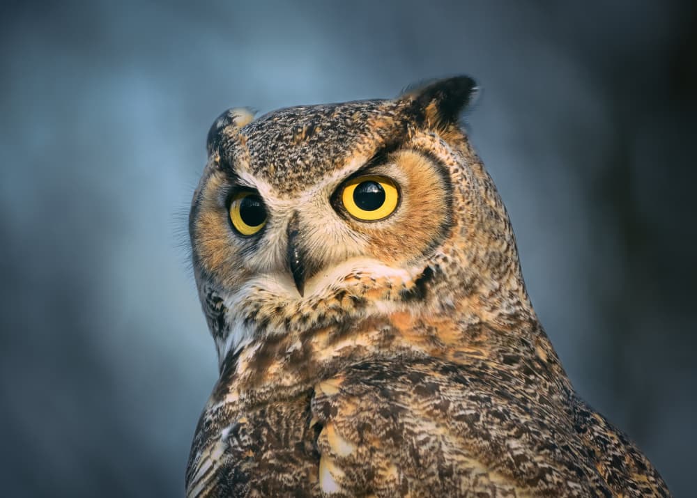 Wise Horned Owl Gaze by Li Chen — canvas wall art