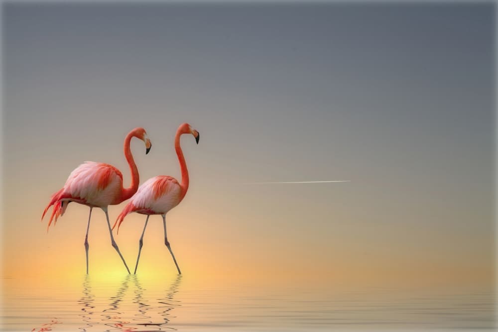 Pink Flamingos Sunset by Anna Cseresnjes — canvas wall art