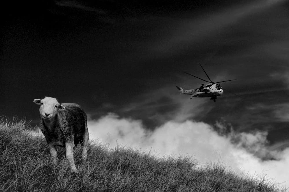 Rural Sheep Military Flight by Dave Quince — canvas wall art