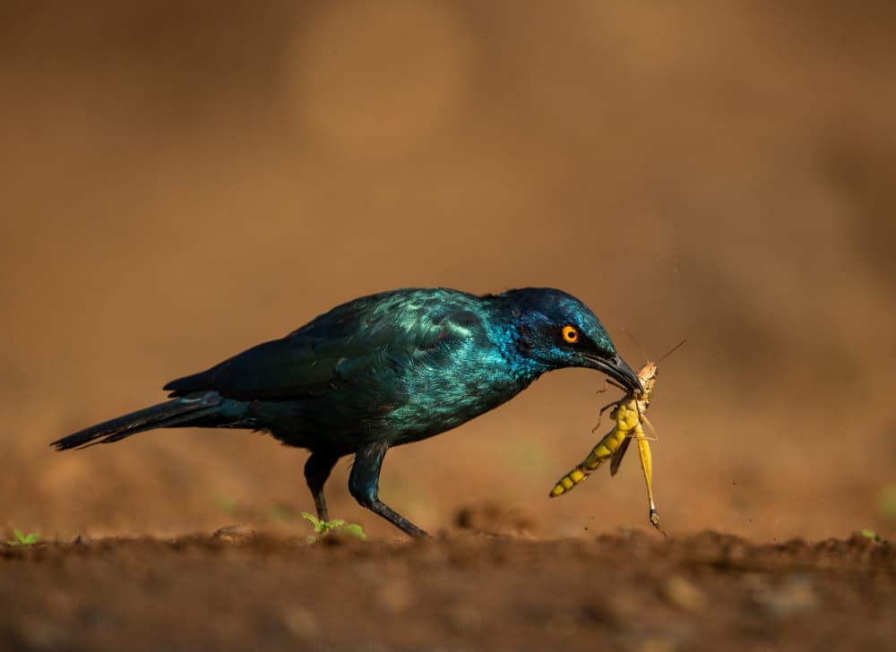 Vibrant Starling Catch by Jaco Marx — canvas wall art