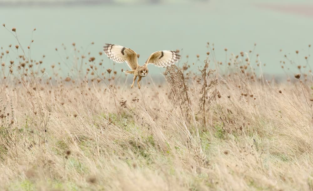 Short-eared Owl in Flight by Prashant Meswani — canvas wall art