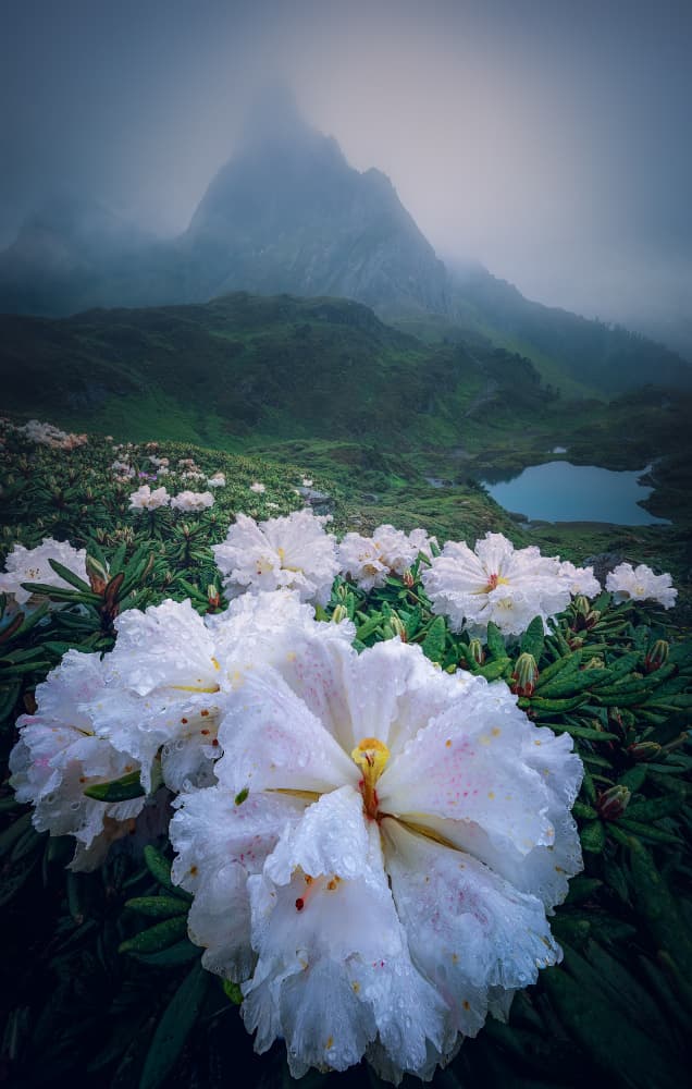 Misty Mountain Blooms by YANGYING — canvas wall art