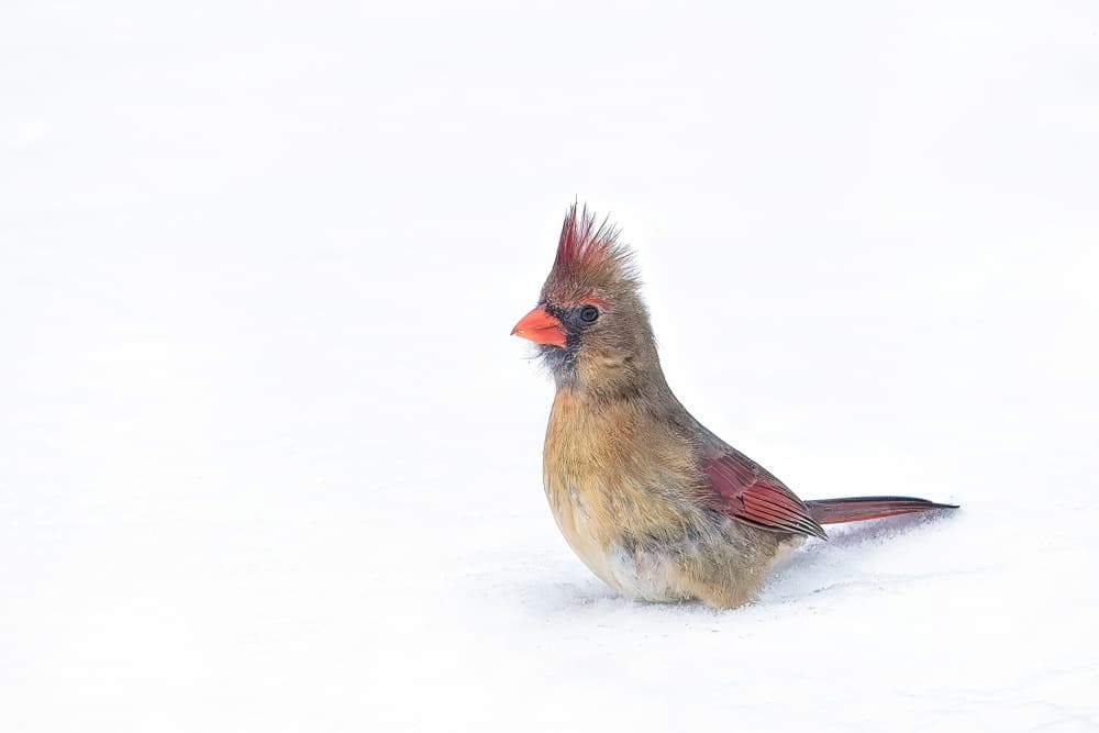 Female Cardinal in Snow by Lucie Gagnon — canvas wall art