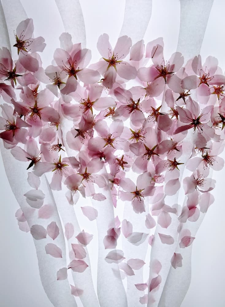 Floating Cherry Blossoms by Shihya Kowatari — canvas wall art