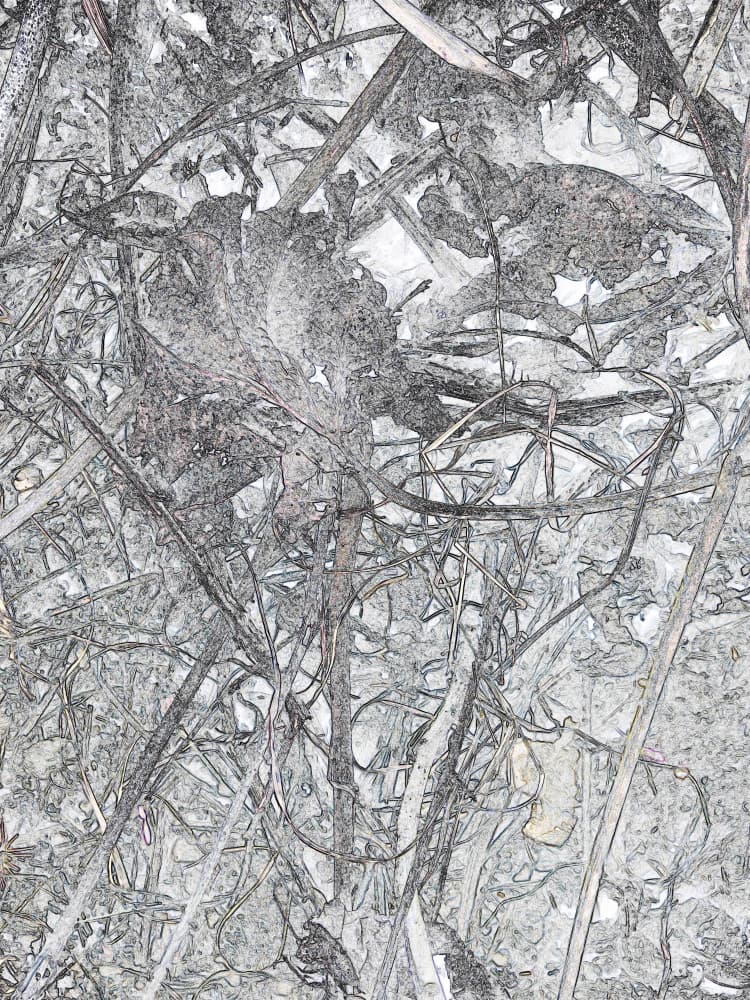 Tangled Monochrome Wood by Santhosh ch — canvas wall art