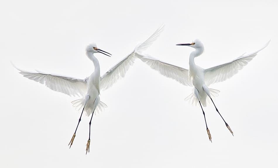 Two Egrets In Flight by Fabiola Forns — canvas wall art