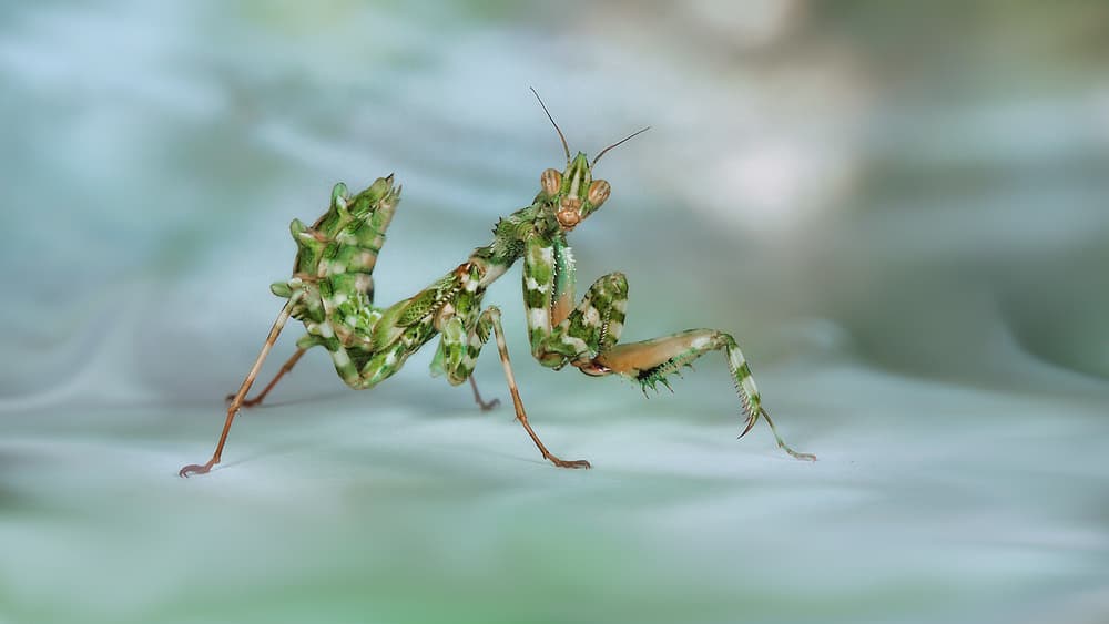 Camouflaged Praying Mantis by Jimmy Hoffman — canvas wall art
