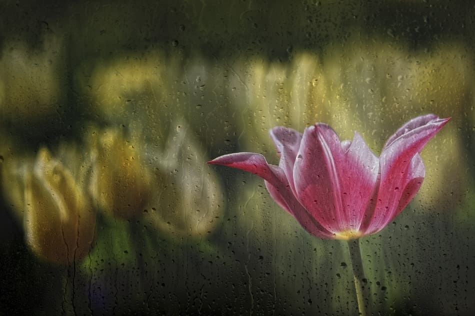 Pink Tulip Through Rain by Ricky Siegers — canvas wall art