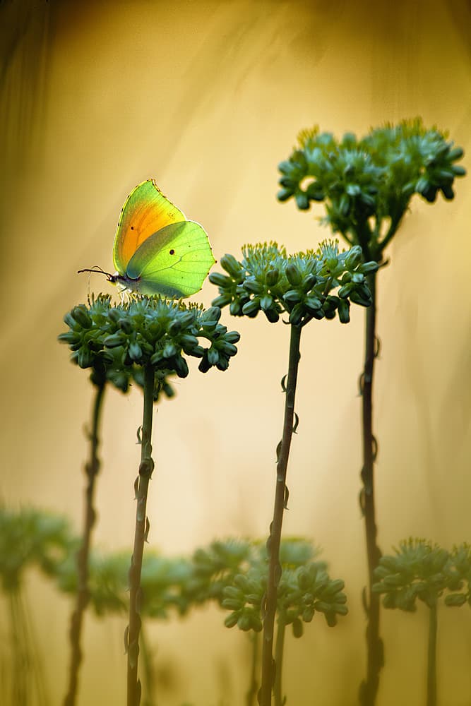Golden Hour Butterfly by Jimmy Hoffman — canvas wall art