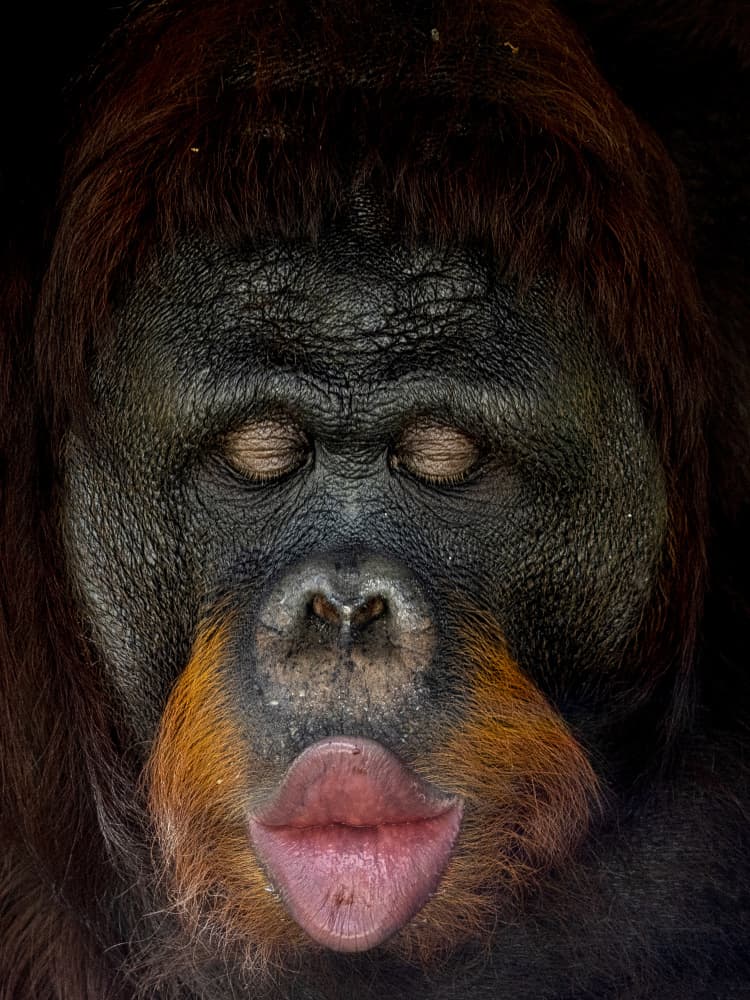 Cute Orangutan Kiss by Prabu Dennaga — canvas wall art