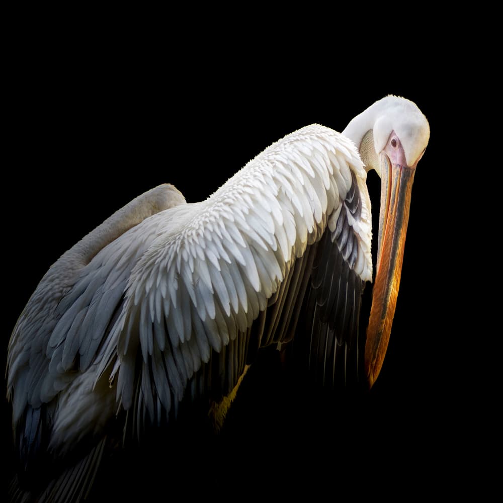 Elegant Pelican Portrait by Vitor Martins — canvas wall art