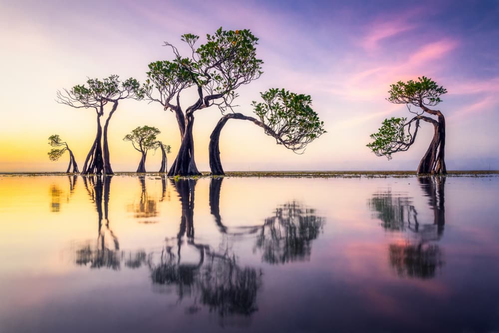 Mangrove Sunset Reflections by Dmitry Razr — canvas wall art