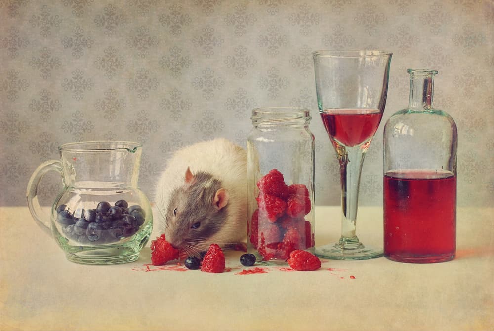 Pet Rat Berry Feast by Ellen van Deelen — canvas wall art