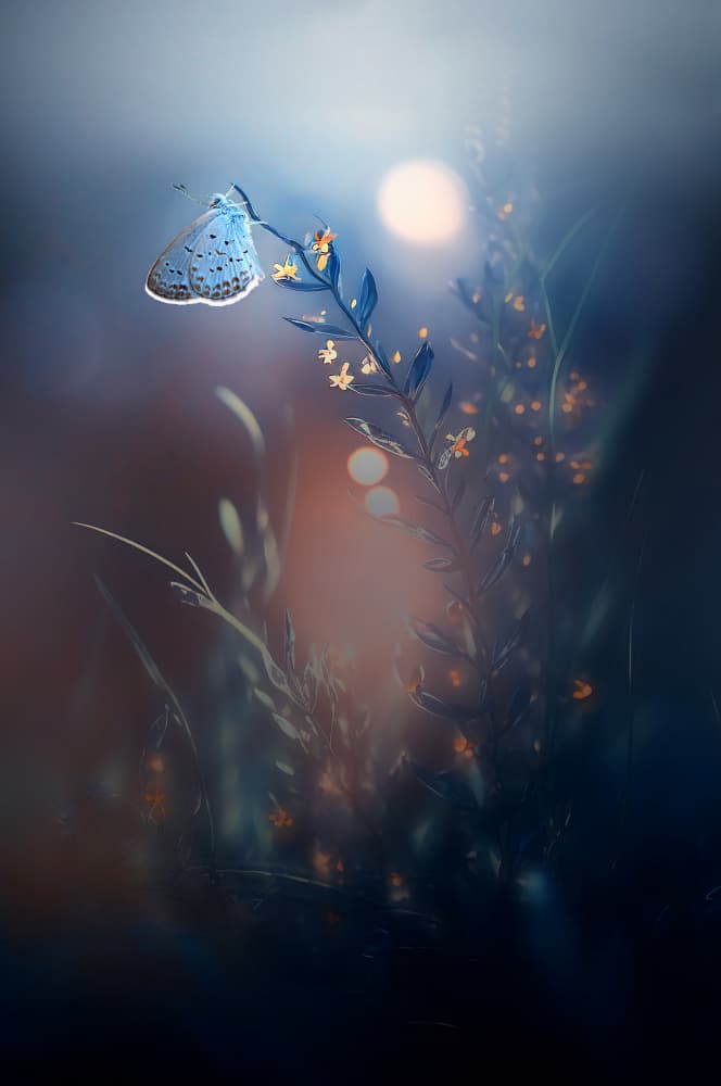 Blue Butterfly Glow by Edy Pamungkas — canvas wall art