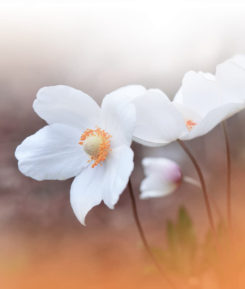Delicate White Anemones by Juliana Nan — canvas wall art