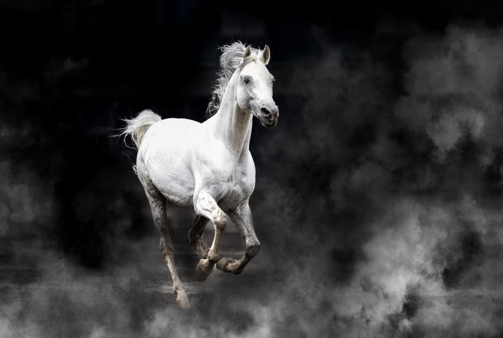 Galloping White Horse by Dennis Zhang — canvas wall art