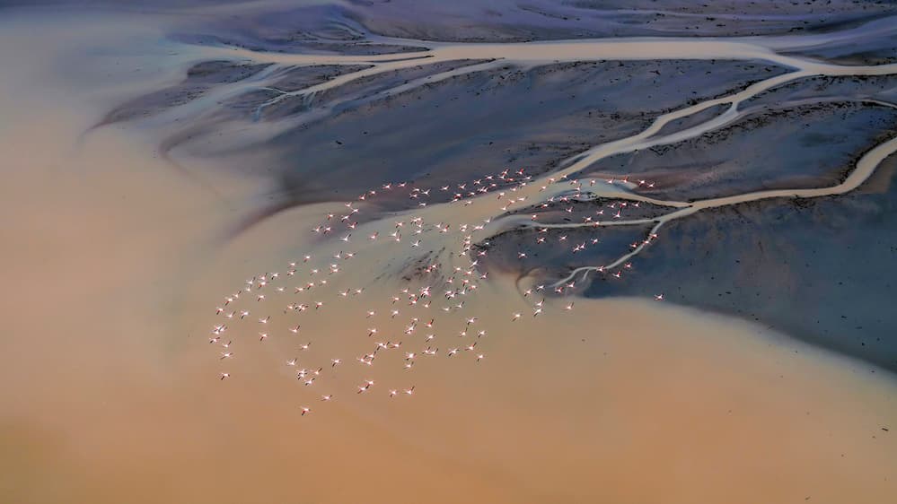 Pink Flamingos River Delta by Raymond Ren Rong Liu — canvas wall art