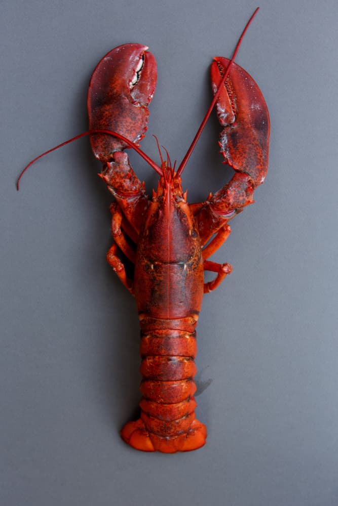 Classic Red Lobster by Masha Bakker Matijevic — canvas wall art